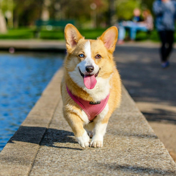 About american corgi breed - facts and overview