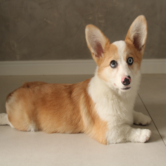 About american corgi breed - facts and overview