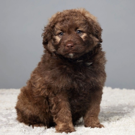 About Portidoodle