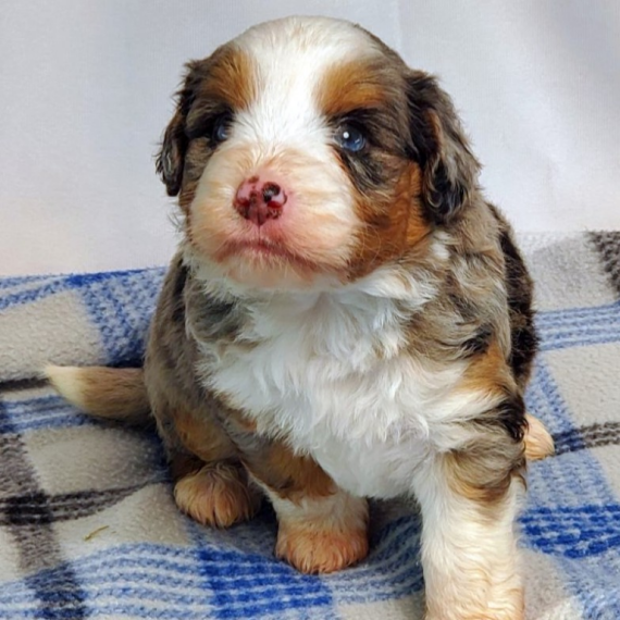 About American Shepadoodle
