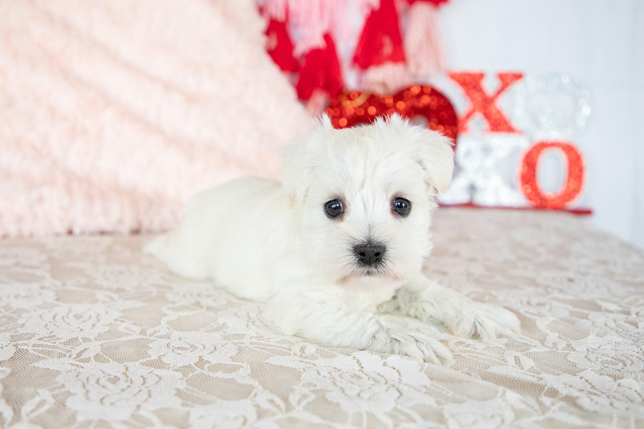 Maltese Puppies Bichon Maltese Rescue Near Me Maltese Dog For Sale