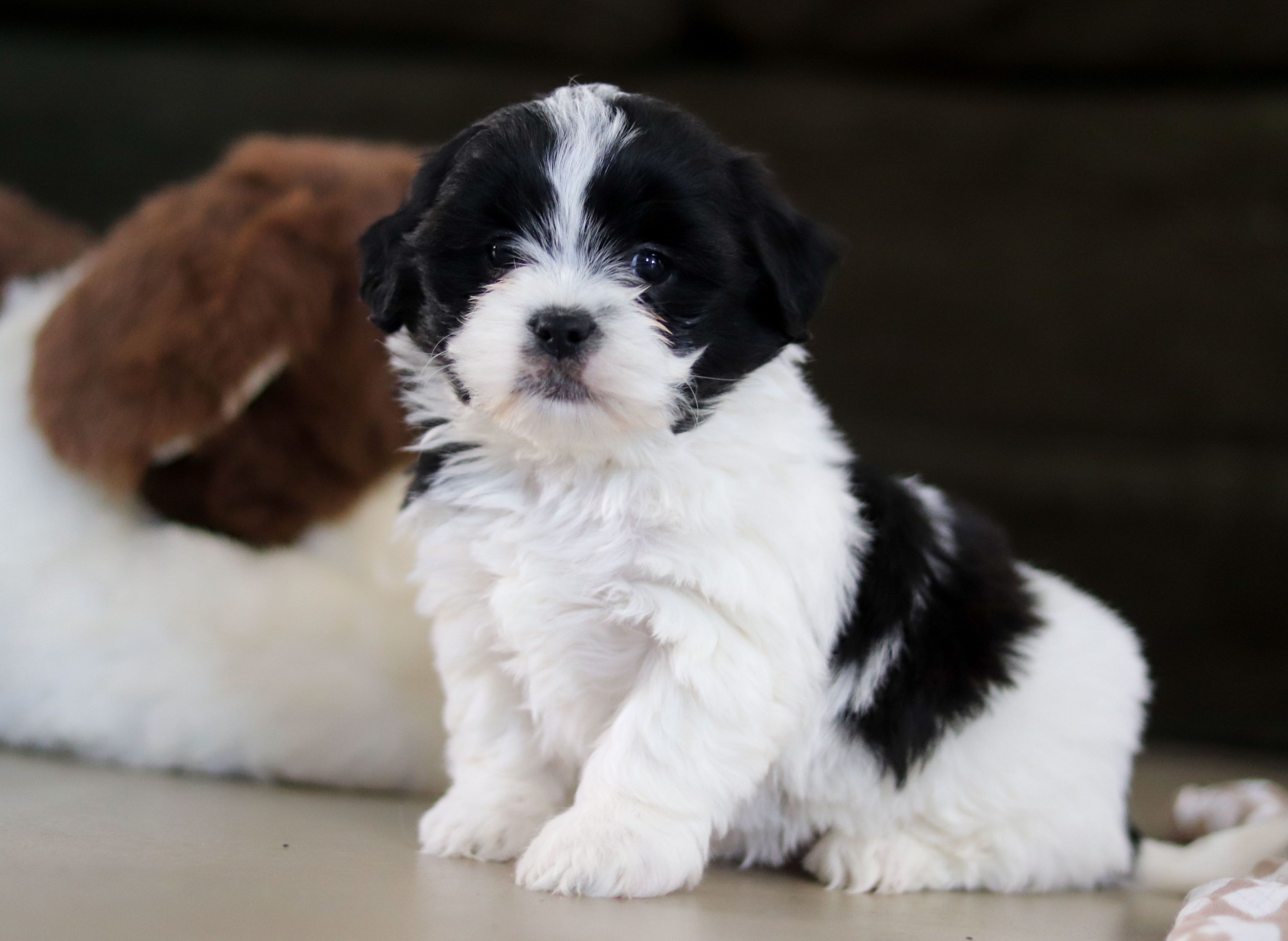 Animal Shelter Shih Tzu Available For Adoption Dogs Trust Shih Tzu