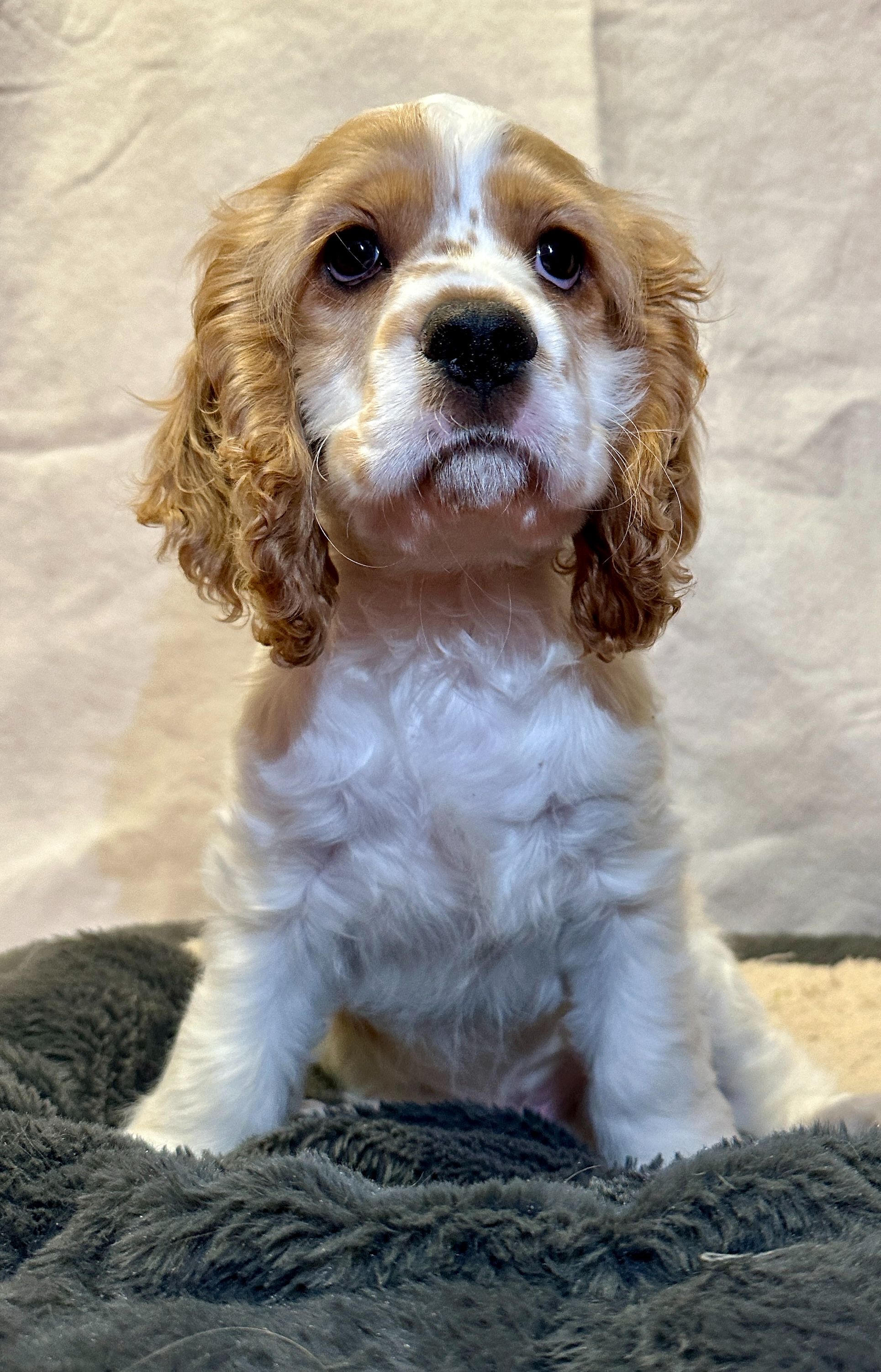 Spaniel Aid Cocker Spaniel Rescue Northwest Spaniel Puppies