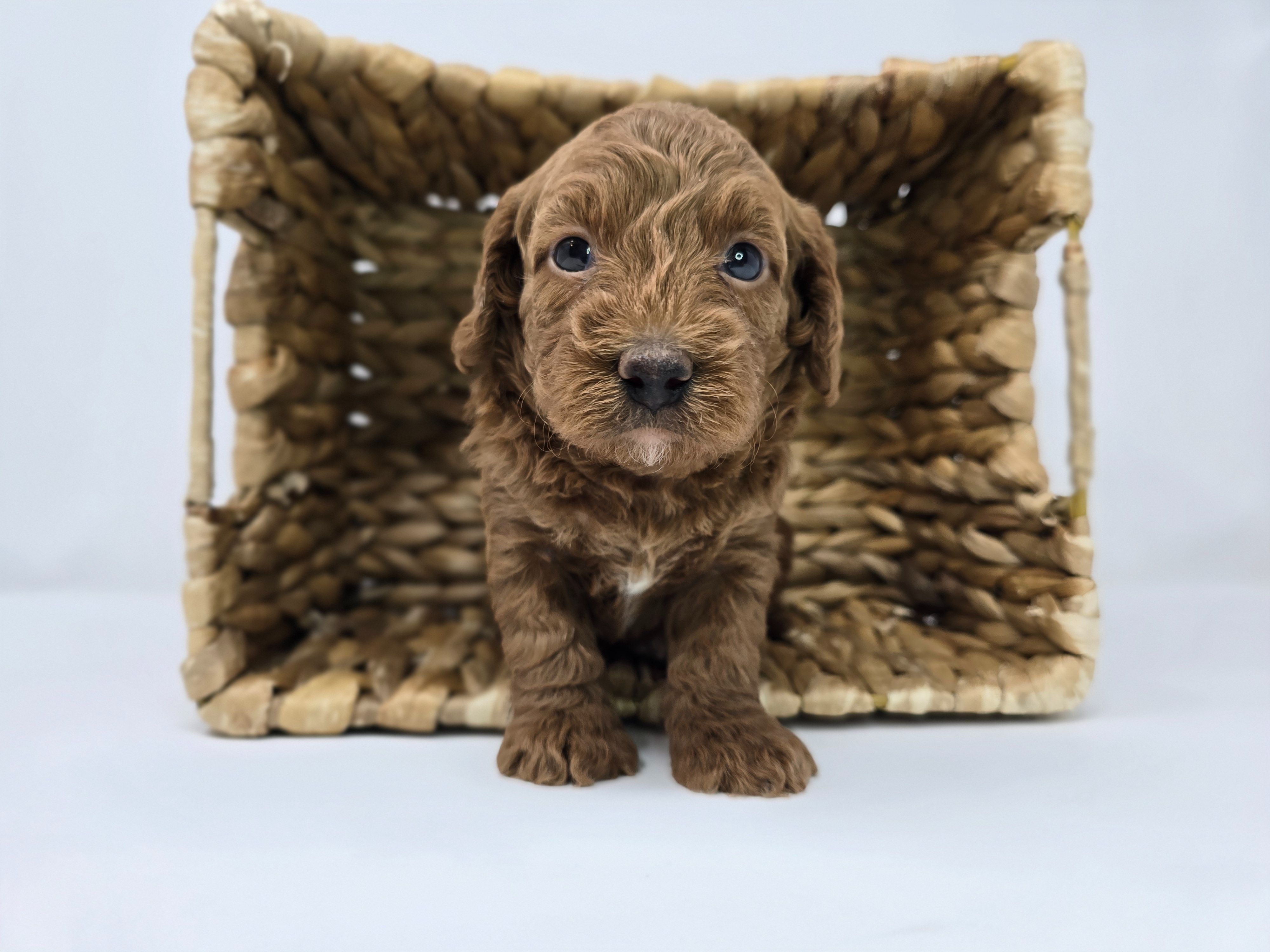 Barkley