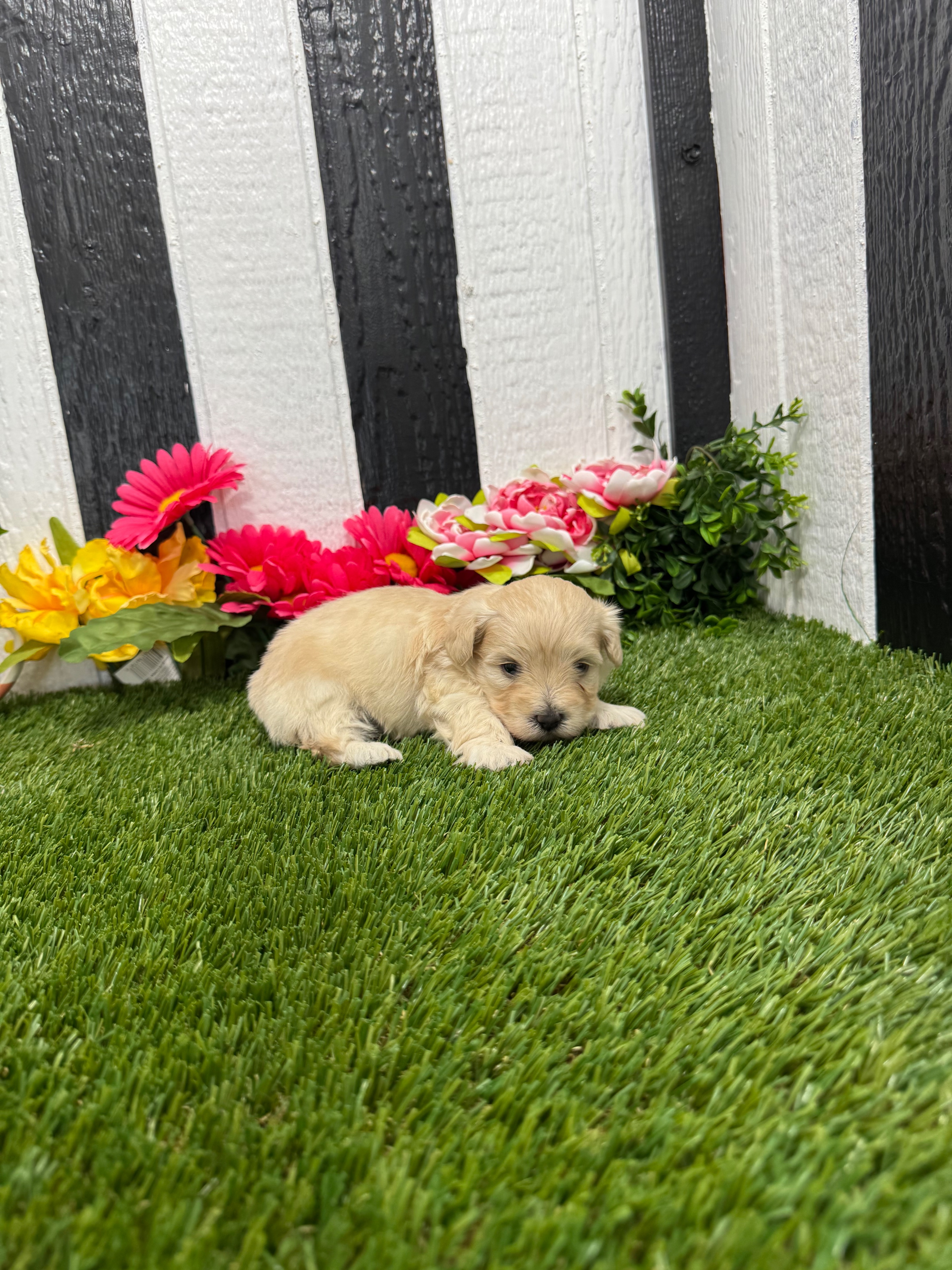 Thundermountainline Kennel Club Jack Russell Puppies For Sale - Main Image