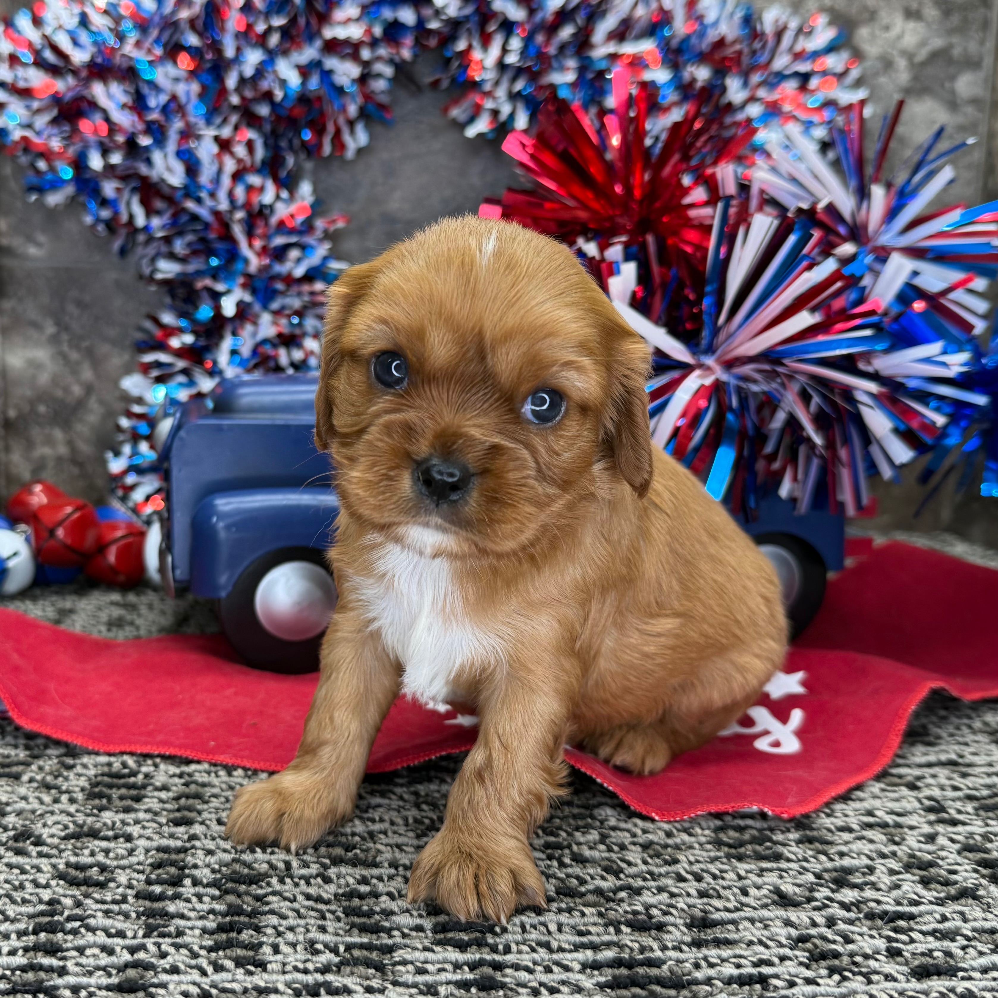 House Pets Best Easy Pets To Take Care Of Apartment Pets Best