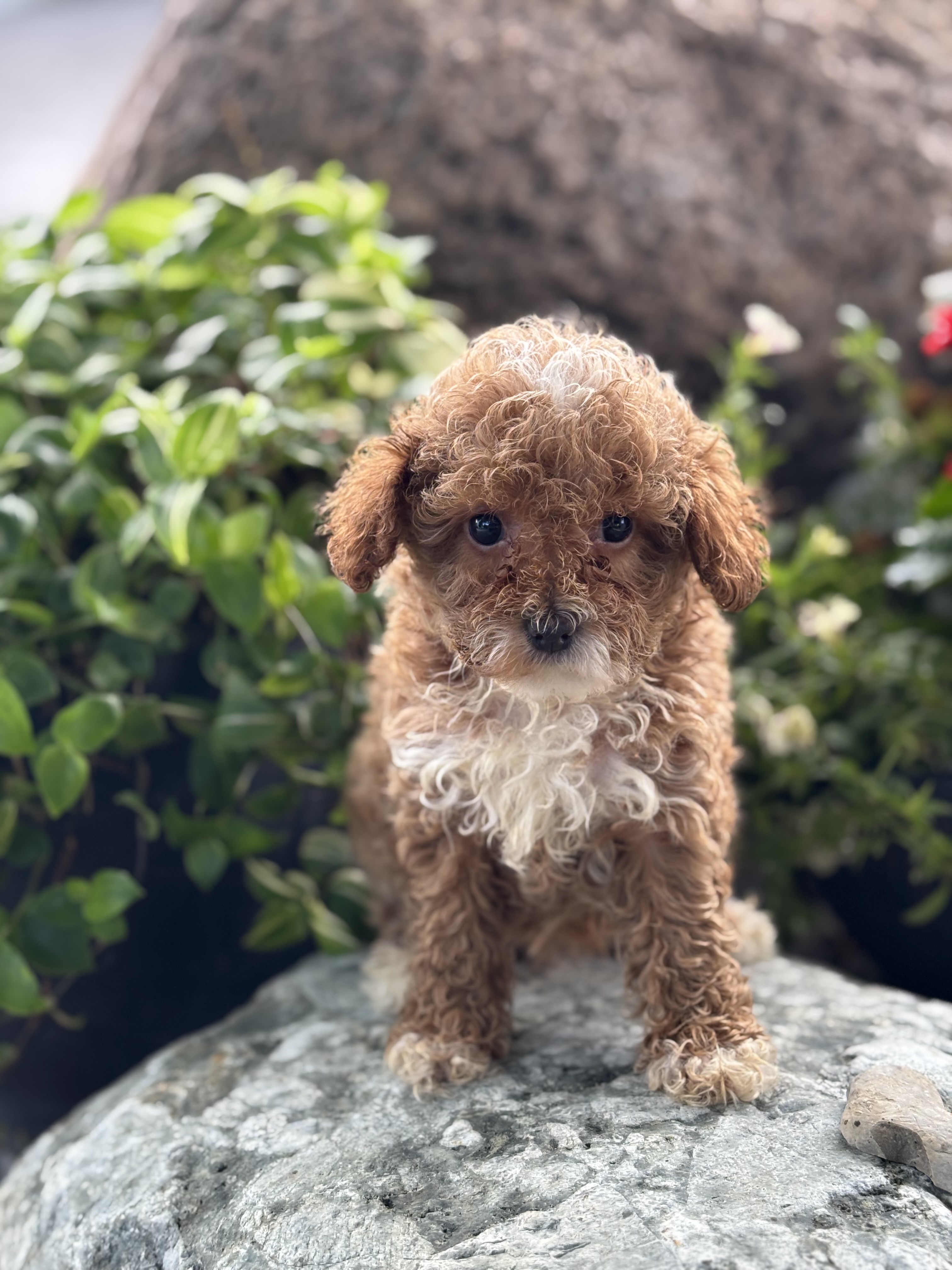 Leonberger Dog Price Pakistan Leonberger Pet Dog Head Study Blank - Main Image