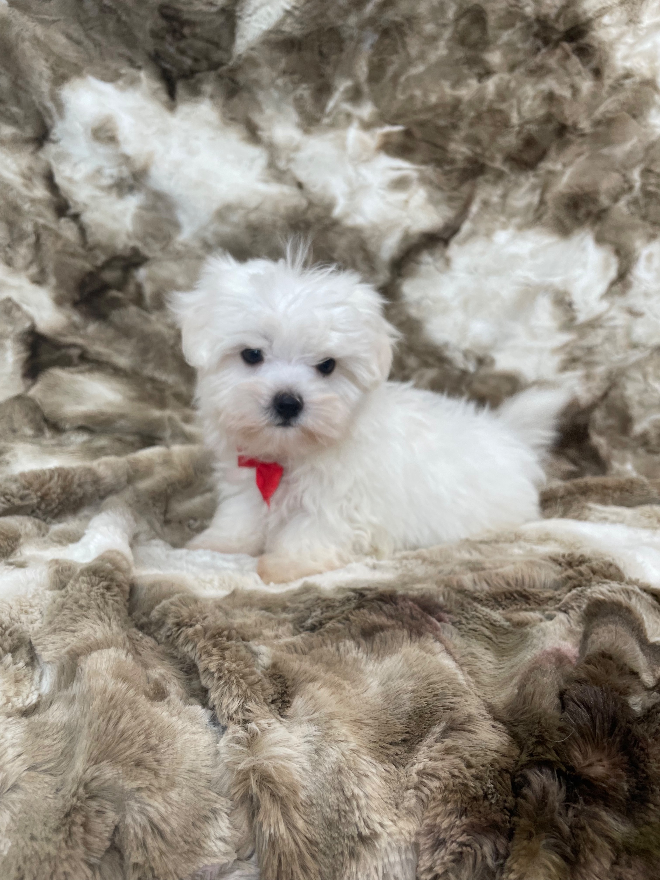 Puppyspot Cheap Boxer Puppies For Sale Pedigree Boxer Puppies For