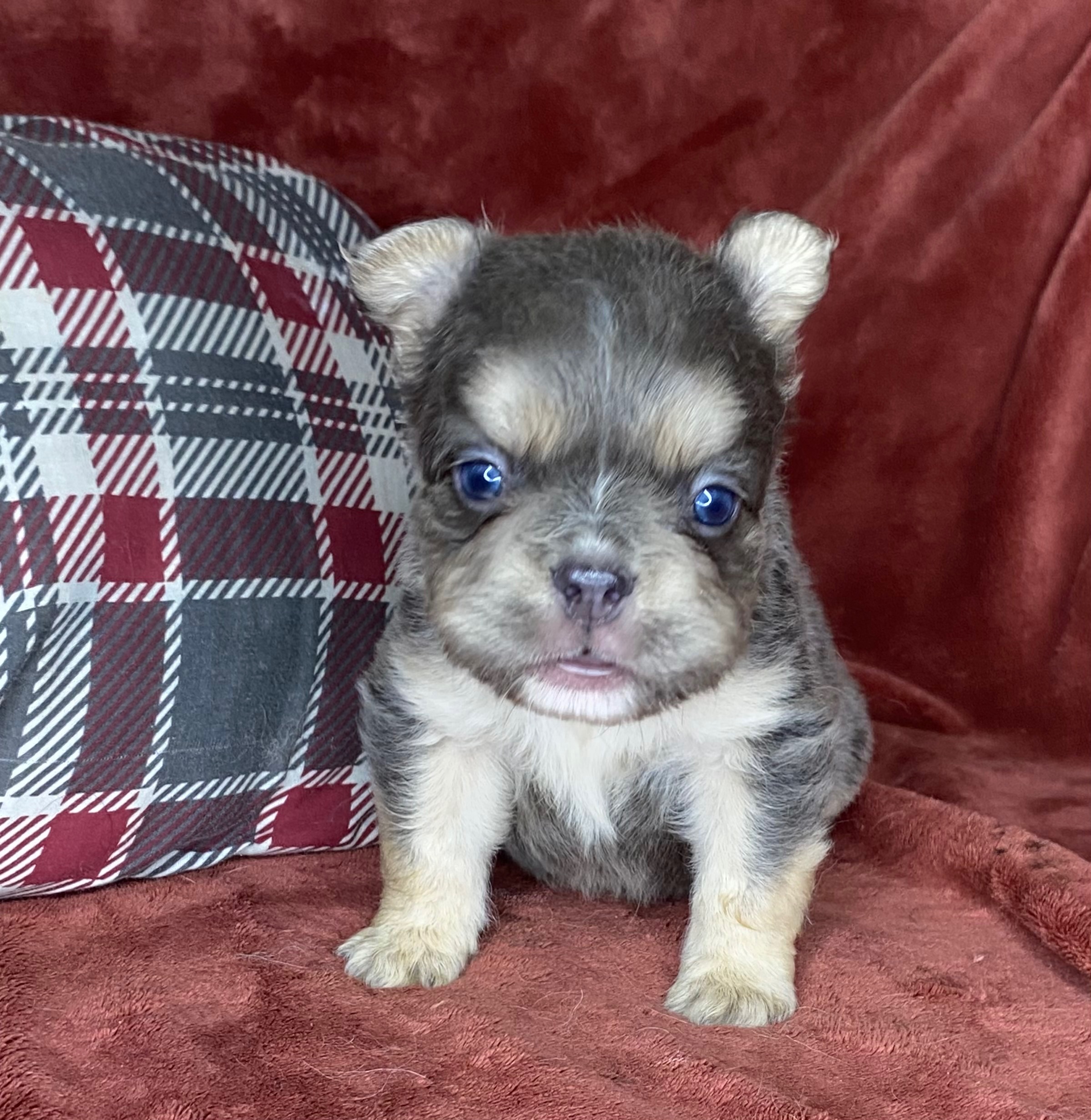 Benji