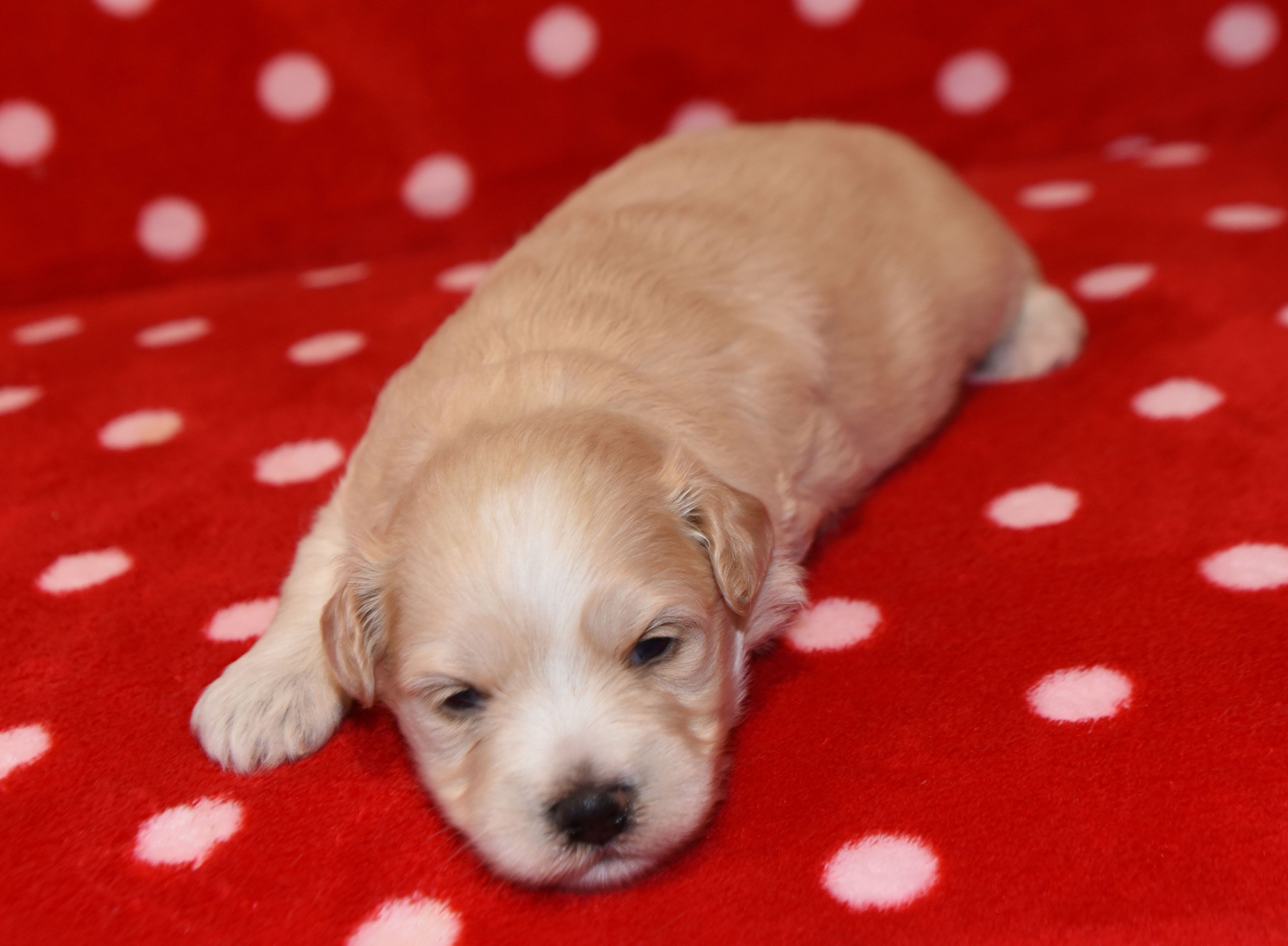 Free Puppies Puppies For Sale Near Me Shelter Animal Shelter