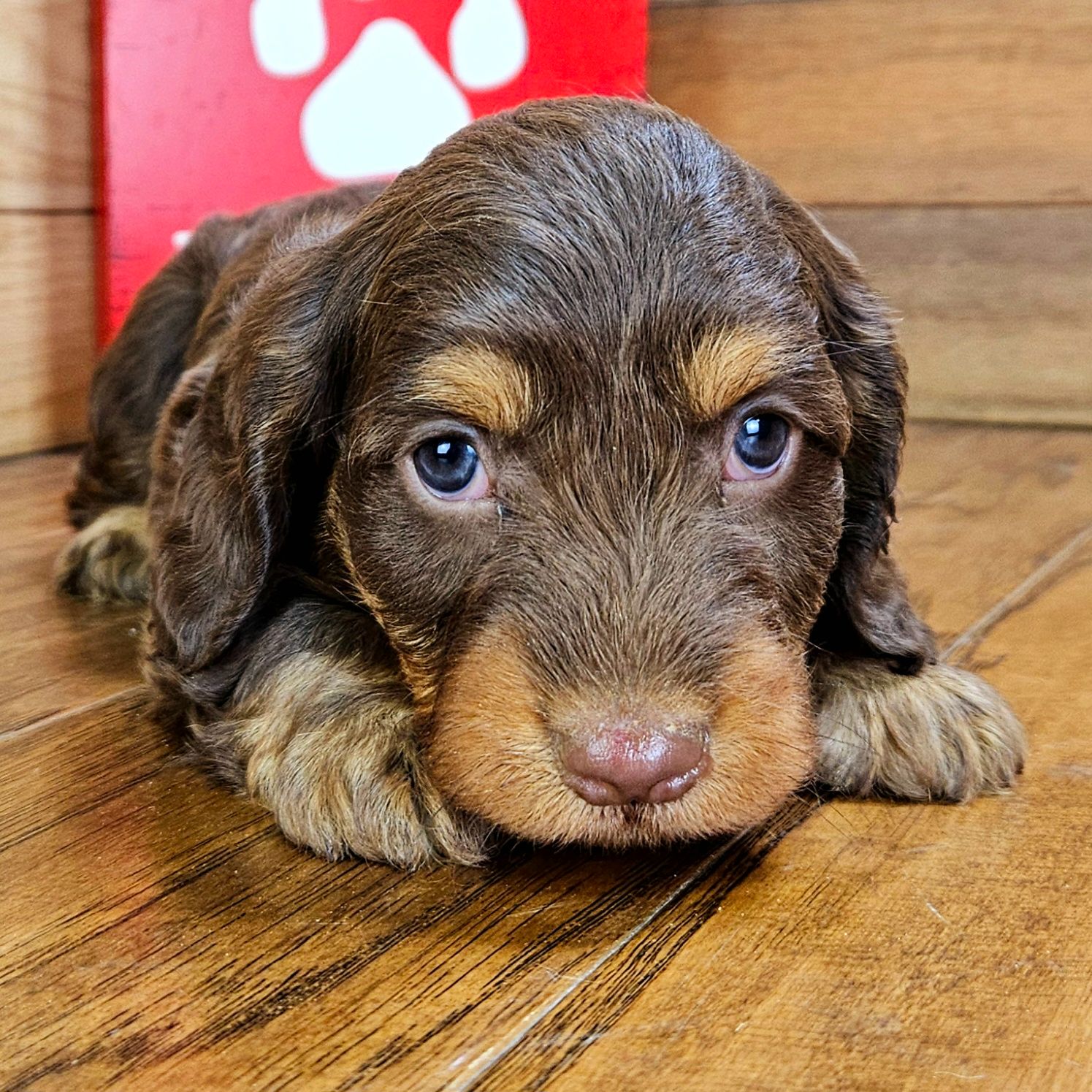 Puppies Listings Dogs For Sale Pet Store Animal Best Website To