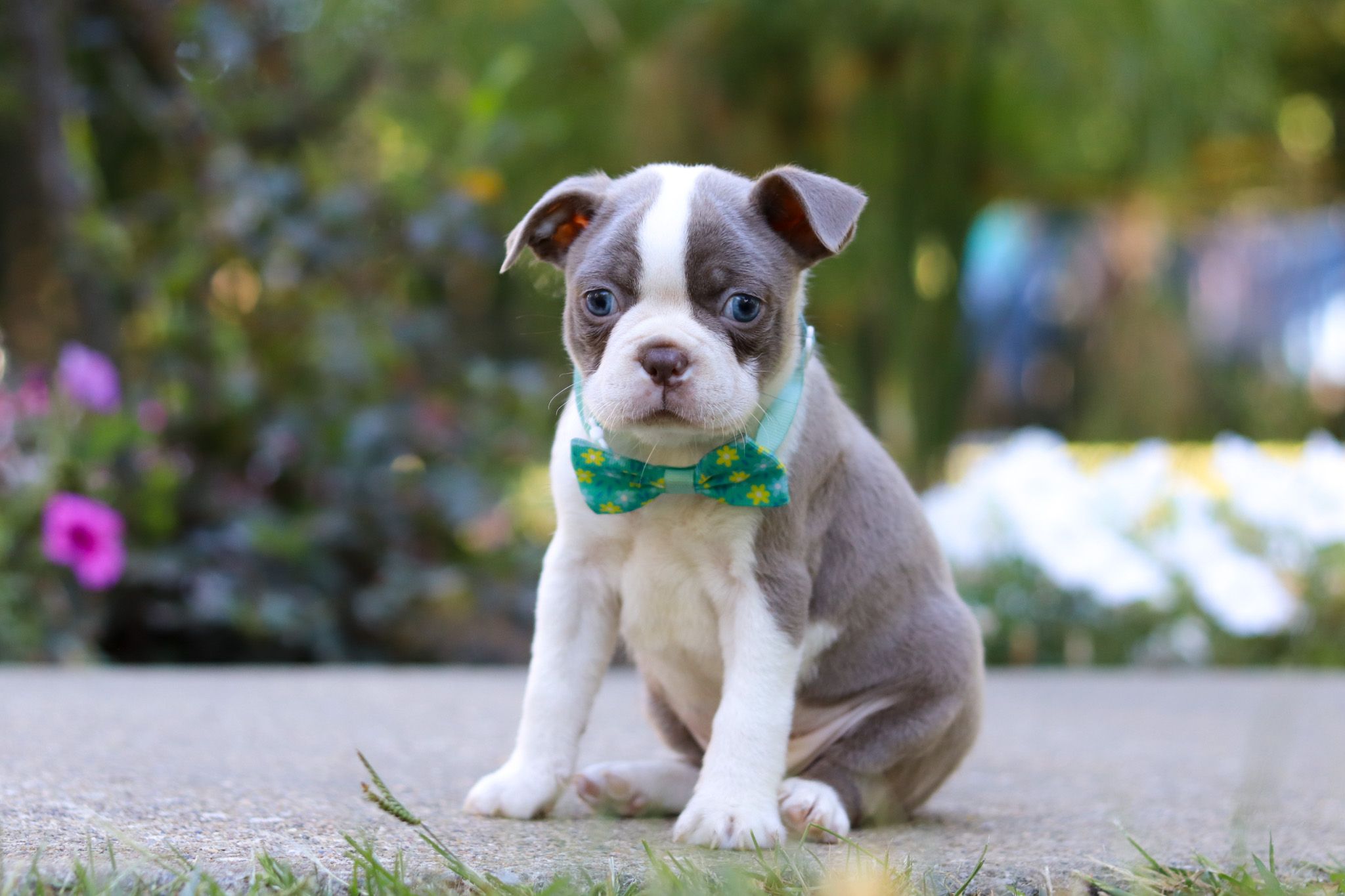 Dog Breed Boston Terrier Family Dog Boston Terrier Small Short