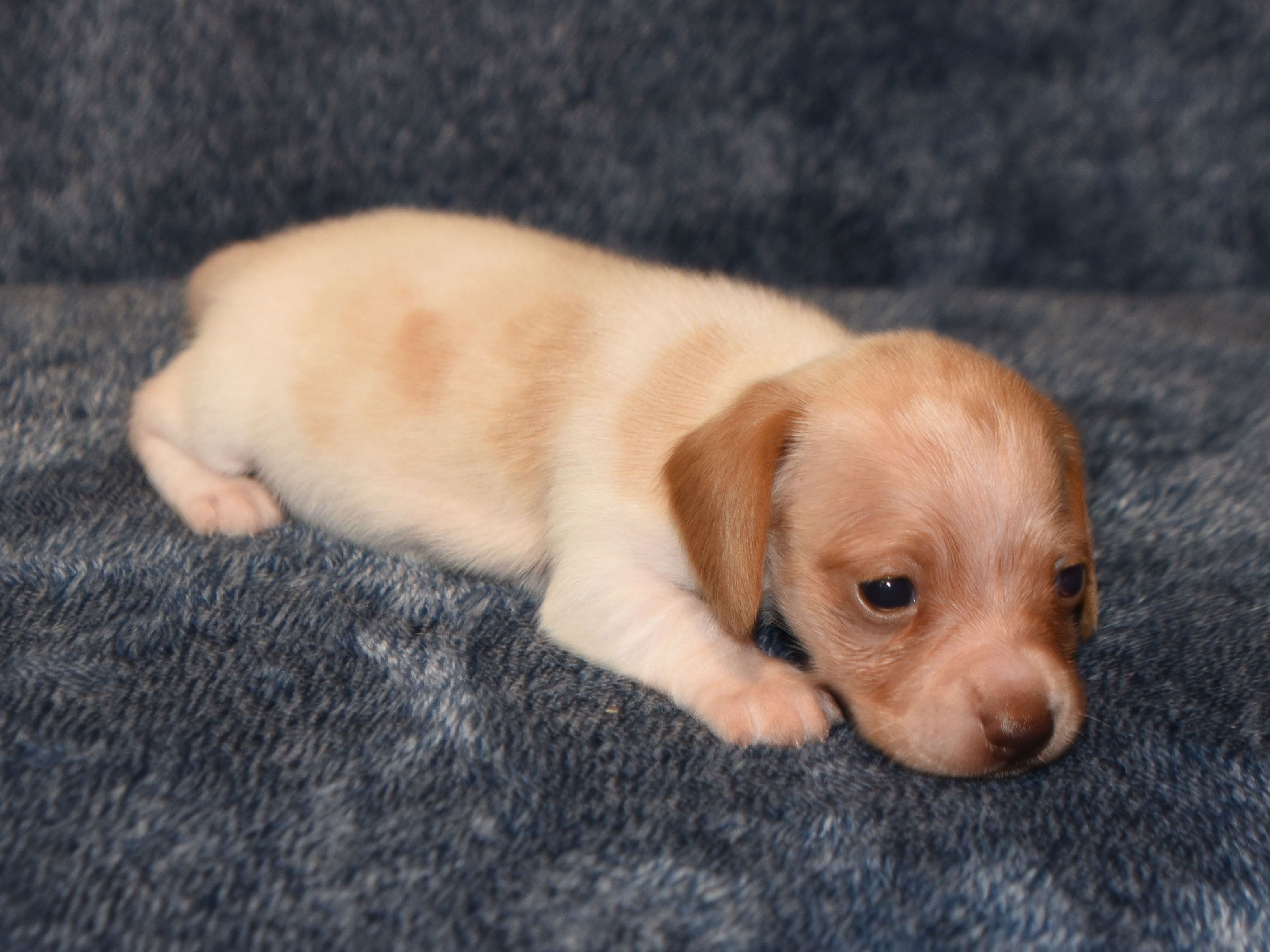 Dog Breed Places That Sell Dogs Near Me Find The Right Puppy For