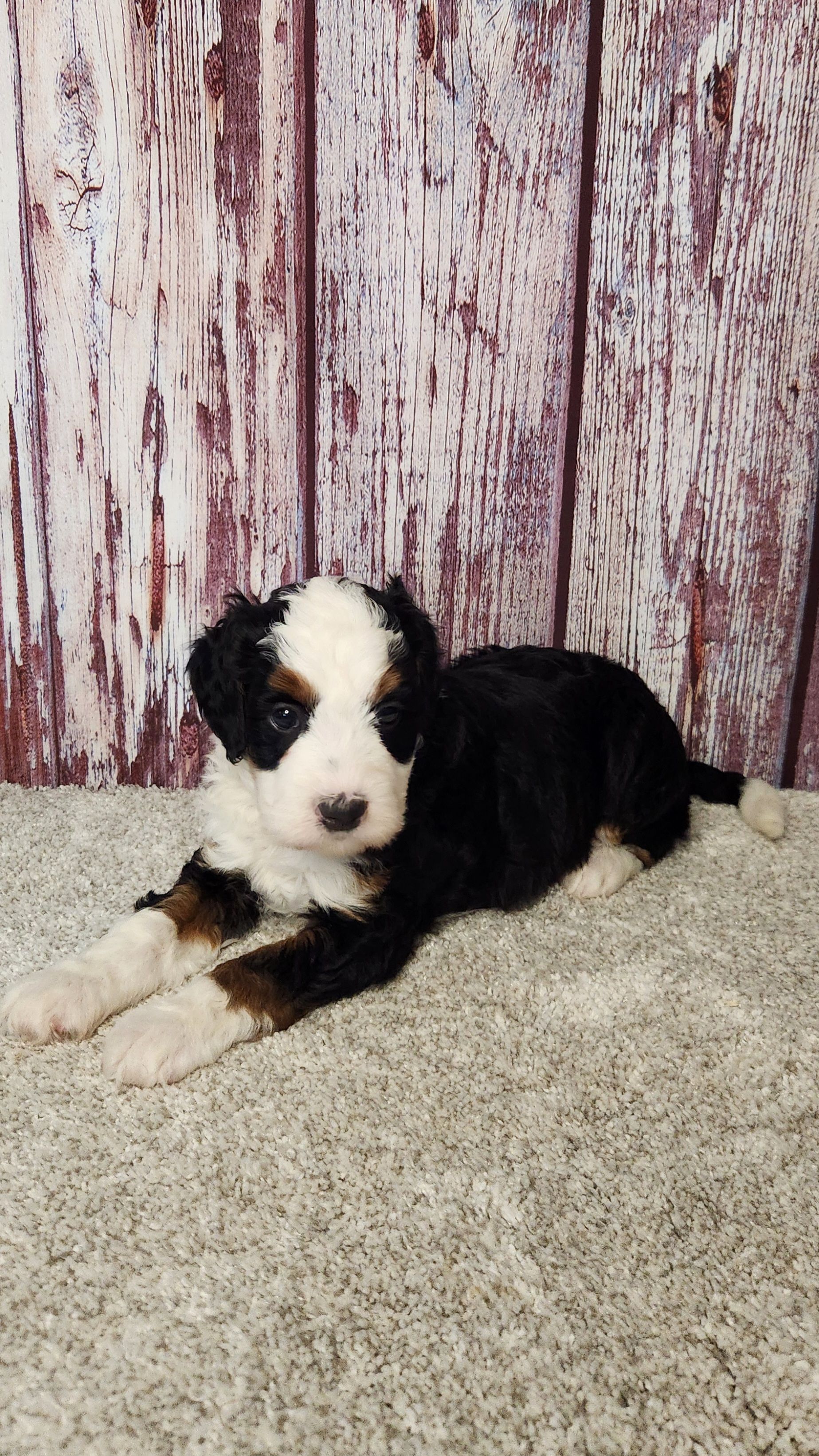 Dog Breeds Puppy Finder Near Me Adoption Center For Puppies Near