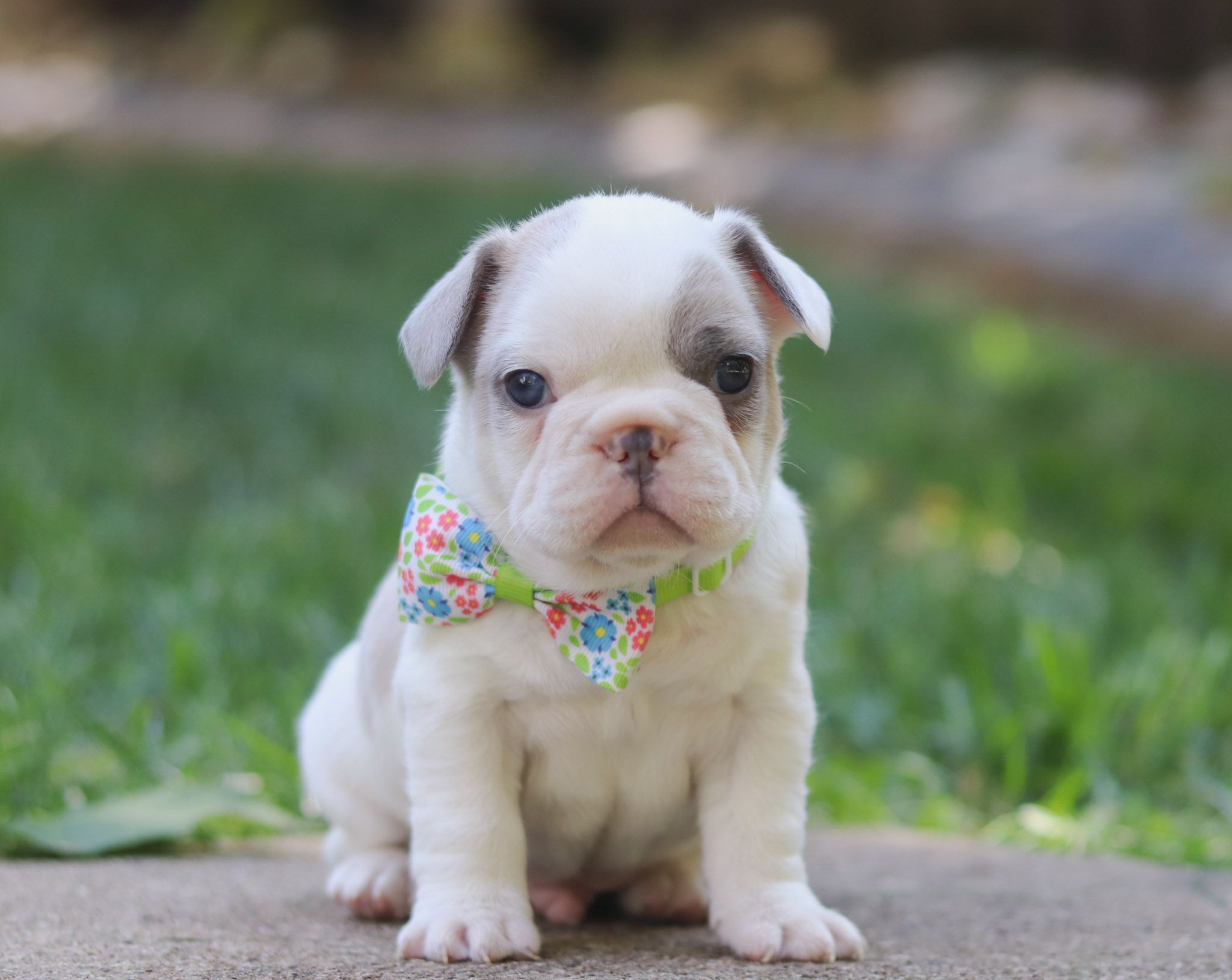 Puppies Store All About Puppies Near Me Find The Right Puppy For