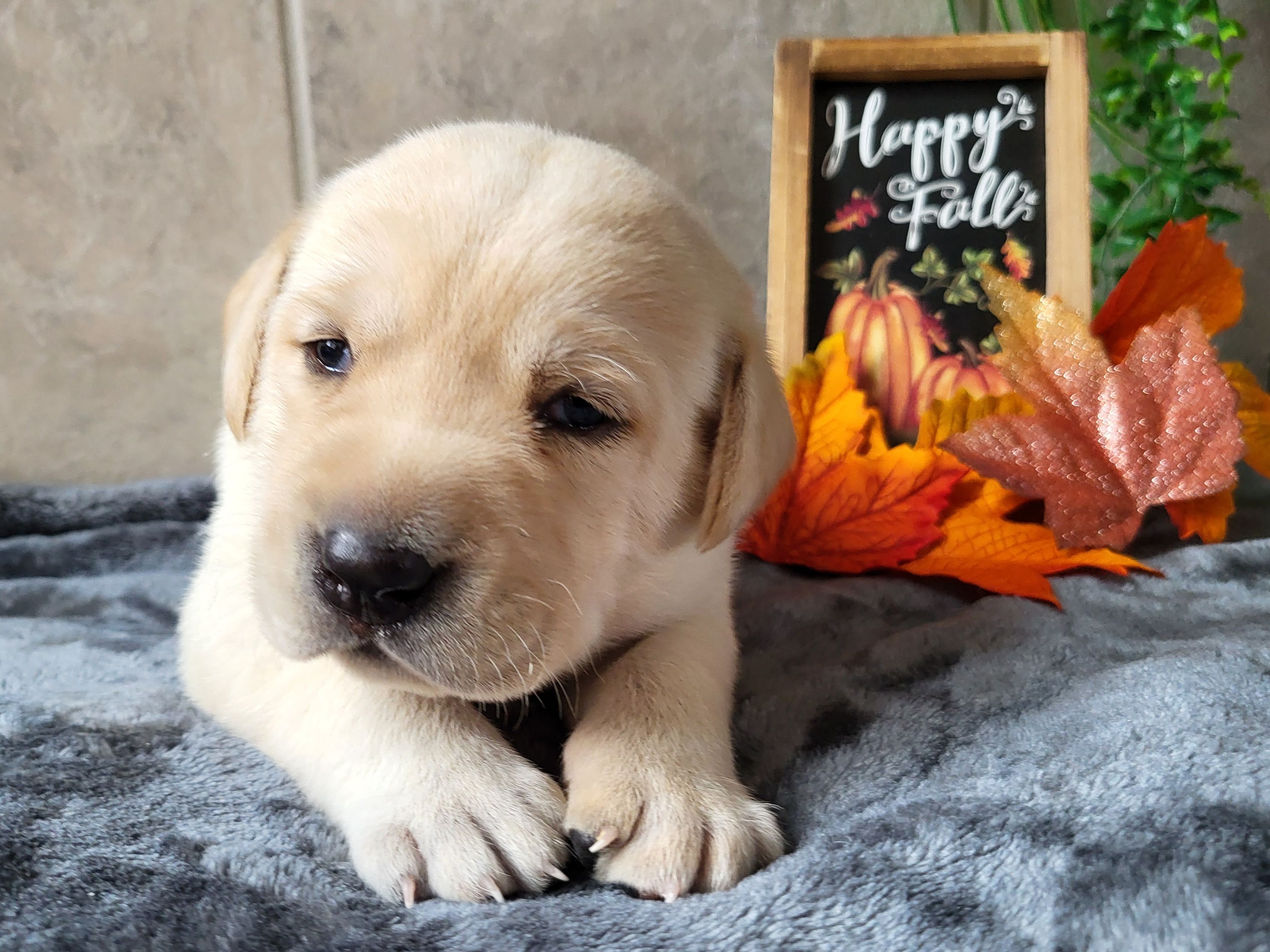 Dallas Tx Black Lab Puppies For Sale Near Me Craigslist Tan Points