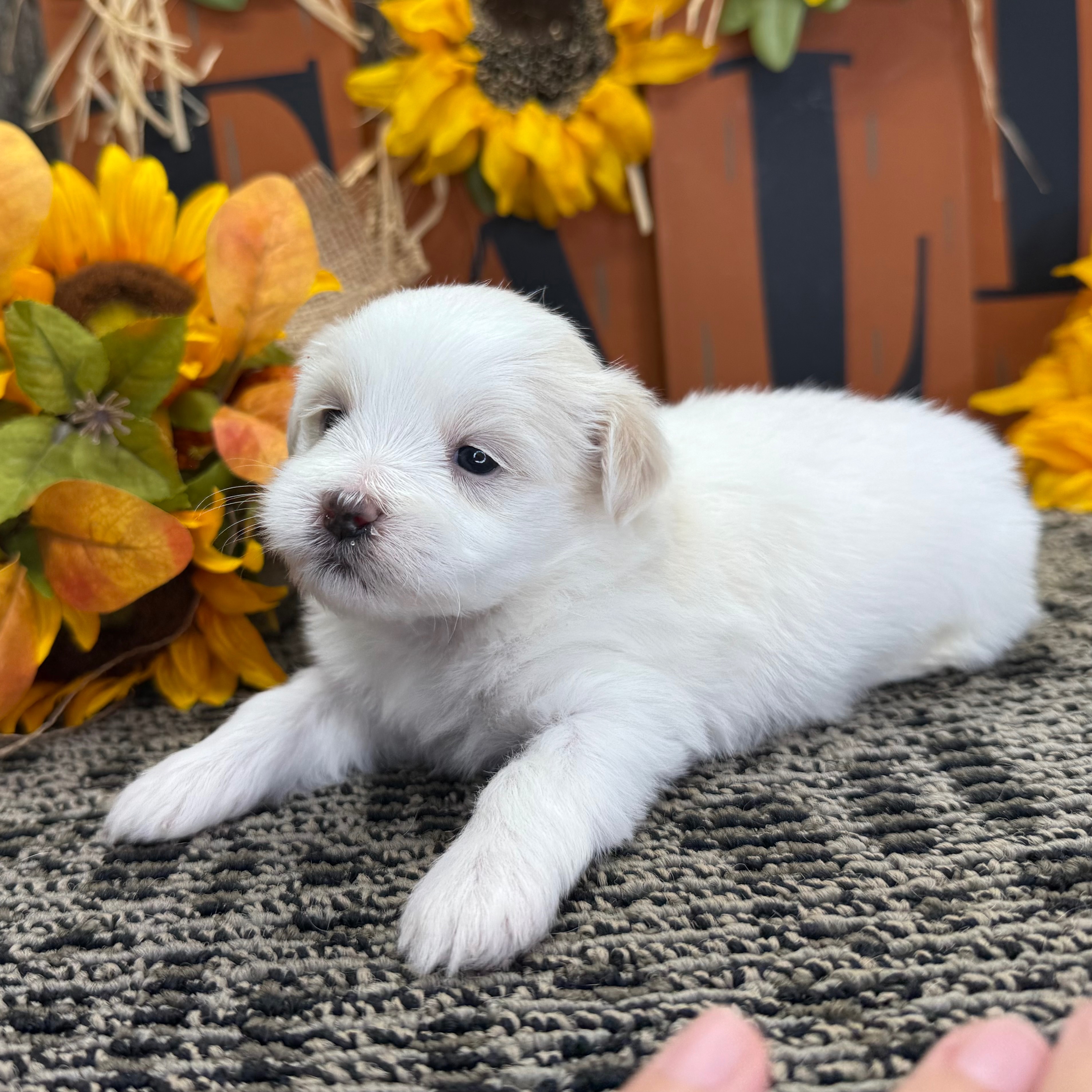 Common Small Dogs Small Companion Dog Breeds 10 Best Small Dog