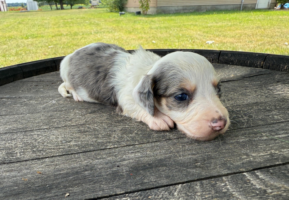 Dog Breeds Small Pedigree Puppies For Sale Find The Right Puppy