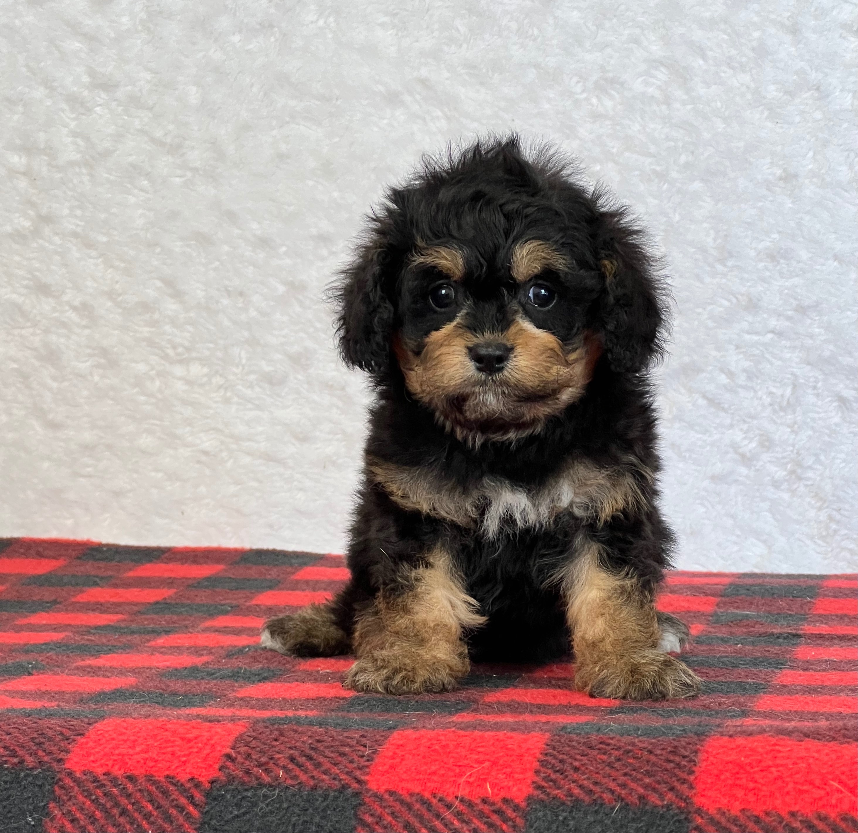 Find the Right Puppy for Your Family PuppySpot