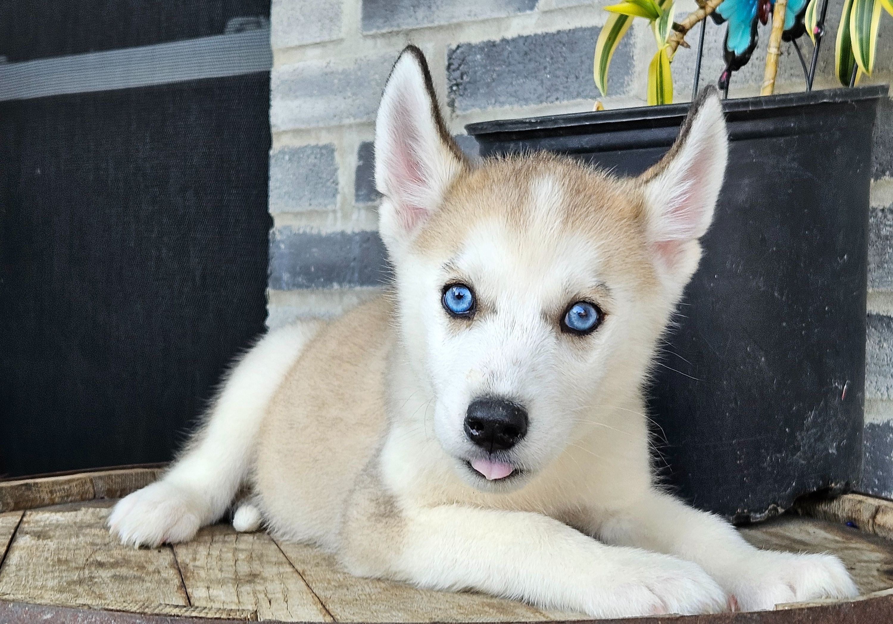 Crossbreed Dogs New Designer Dogs Puppies Best Designer Breeds