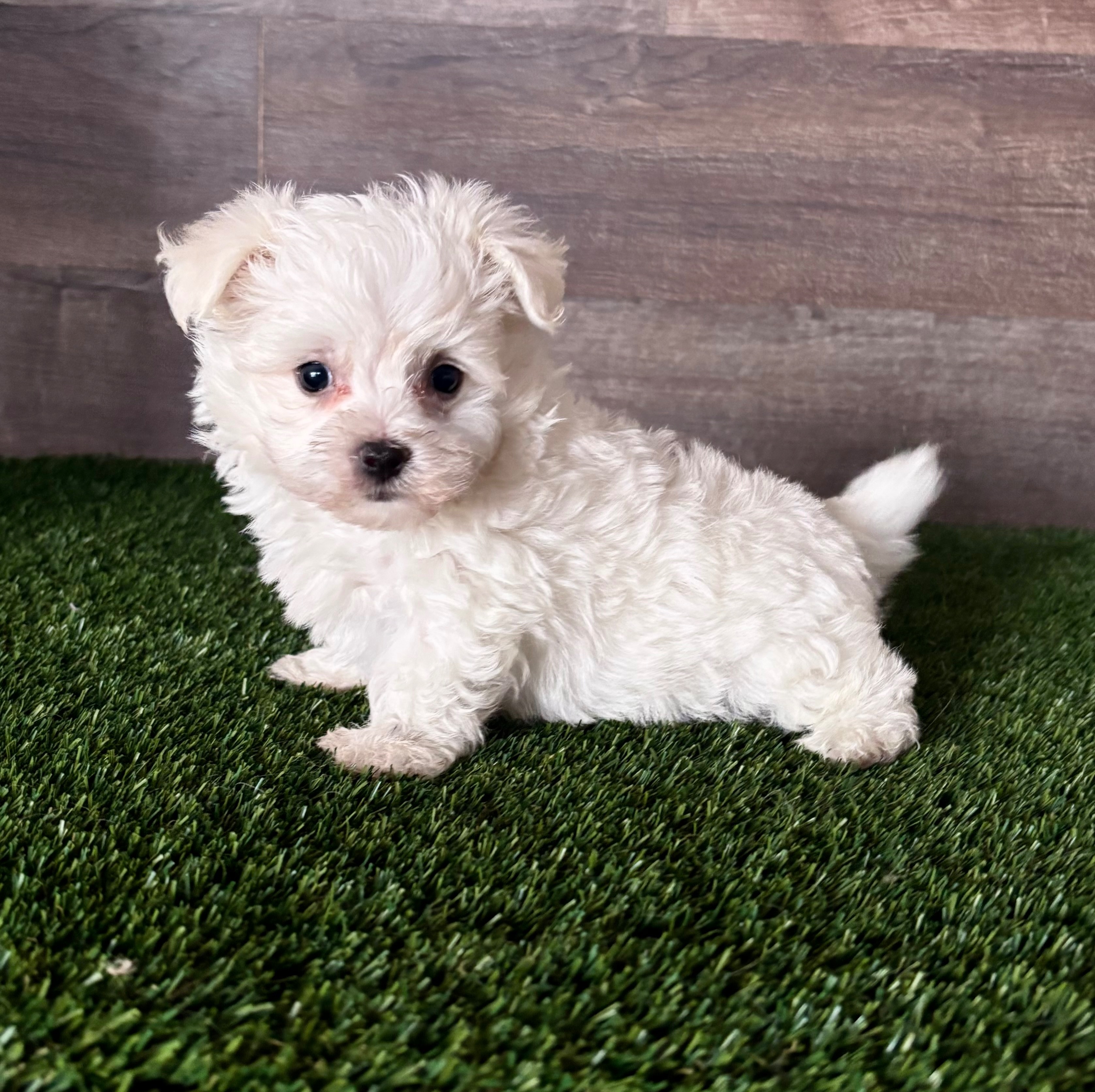 Adorable Puppies Where To Find Puppies For Adoption Find The Right